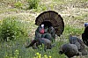 DSC_0070.jpgb.jpg