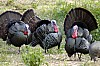 DSC_0071.jpgb.jpg