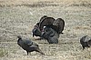 DSC_0073.jpg