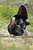 DSC_0074.jpgb.jpg
