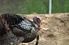 DSC_0075.jpg
