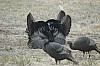 DSC_0076.jpg