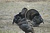 DSC_0077.jpg