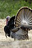DSC_0077.jpgb.jpg