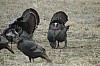 DSC_0078.jpg