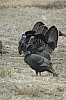 DSC_0079.jpg