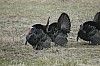 DSC_0081.jpg