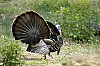 DSC_0081.jpgb.jpg