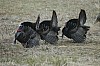 DSC_0082.jpg