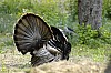 DSC_0082.jpgb.jpg