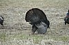 DSC_0084.jpg