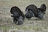 DSC_0085.jpg