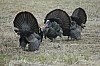 DSC_0086.jpg