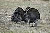 DSC_0087.jpg