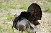 DSC_0090.jpgb.jpg