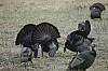 DSC_0091.jpg