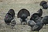 DSC_0092.jpg