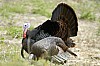 DSC_0092.jpgb.jpg