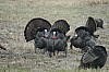DSC_0093.jpg