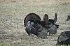 DSC_0094.jpg