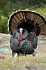 DSC_0096.jpgb.jpg