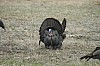 DSC_0097.jpg