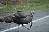 DSC_0098.jpg