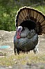 DSC_0098.jpgb.jpg