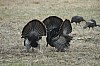 DSC_0100.jpg