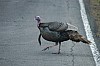 DSC_0101.jpg