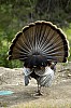 DSC_0101.jpgb.jpg