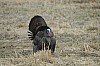 DSC_0104.jpg