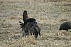 DSC_0105.jpg