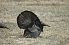 DSC_0106.jpg