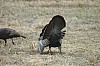 DSC_0107.jpg