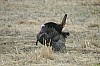 DSC_0108.jpg