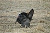 DSC_0109.jpg