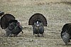DSC_0110.jpg