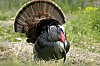 DSC_0110.jpgb.jpg