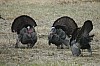 DSC_0111.jpg