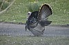 DSC_0115.jpg