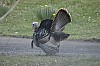 DSC_0116.jpg