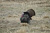 DSC_0117.jpg