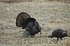 DSC_0118.jpg