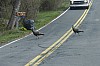 DSC_0123.jpg