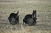 DSC_0126.jpg