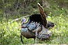DSC_0127.jpgb.jpg