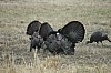 DSC_0129.jpg