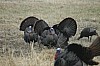 DSC_0130.jpg
