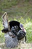 DSC_0130.jpgb.jpg